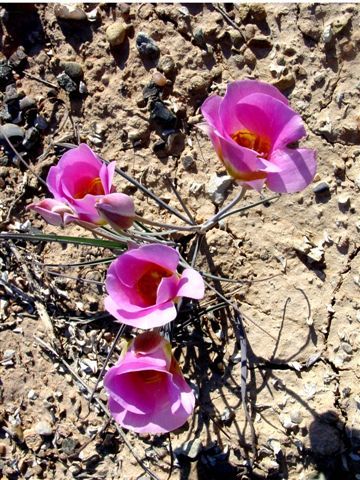 MoabFlowers (1326)